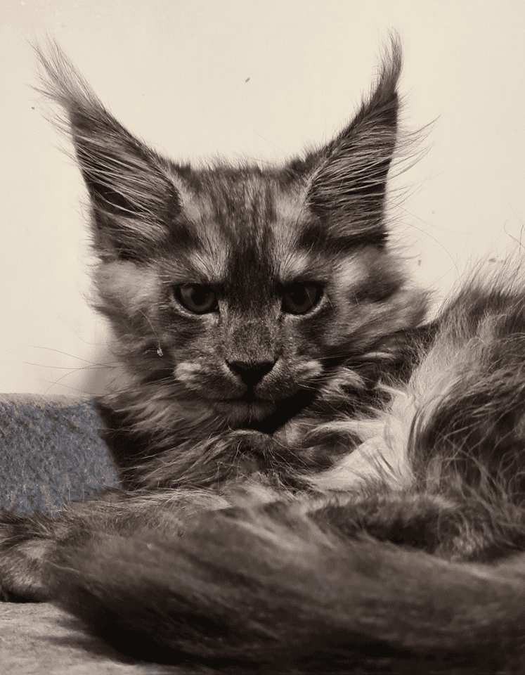 DirtyPaws MAINE COON Kittens for sale