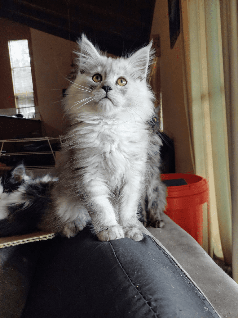 Divinity Dolls MAINE COON Kittens for sale