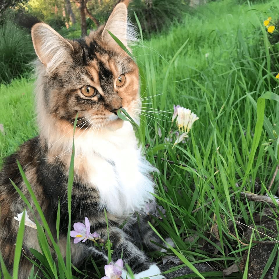 JAKOBI MAINE COONS Kittens for sale
