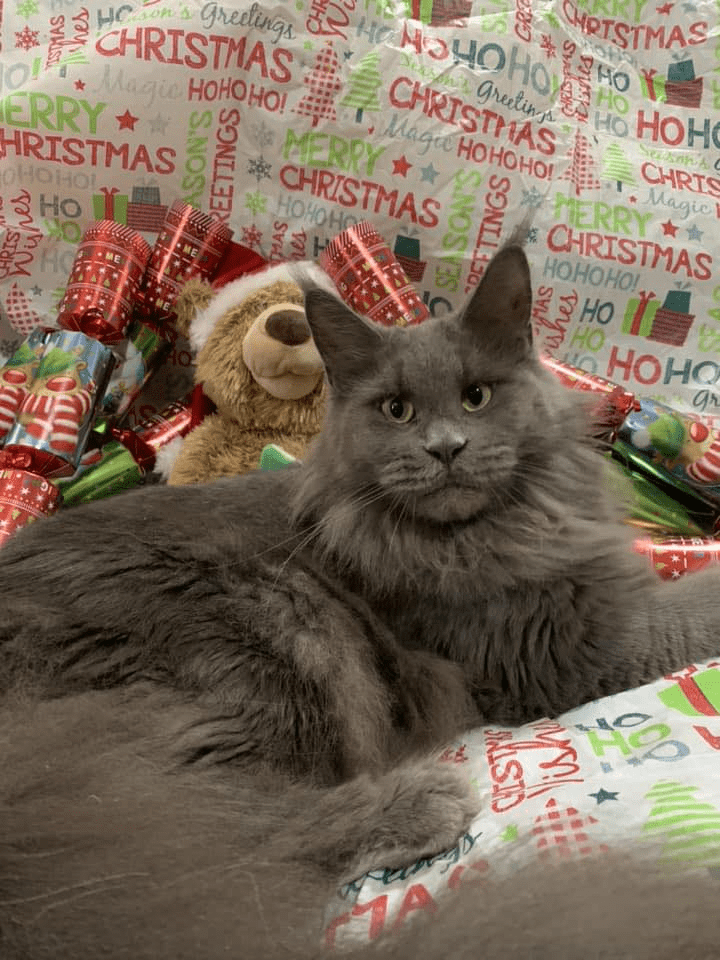 KeevaKatze MAINE COON Kittens for sale