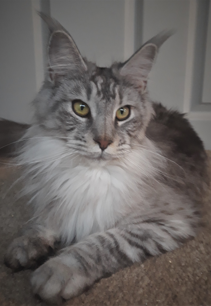 KONFETTIKITTY MAINE COON Kittens for sale