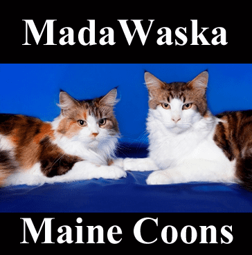 MADAWASKA MAINE COONS Kittens for sale