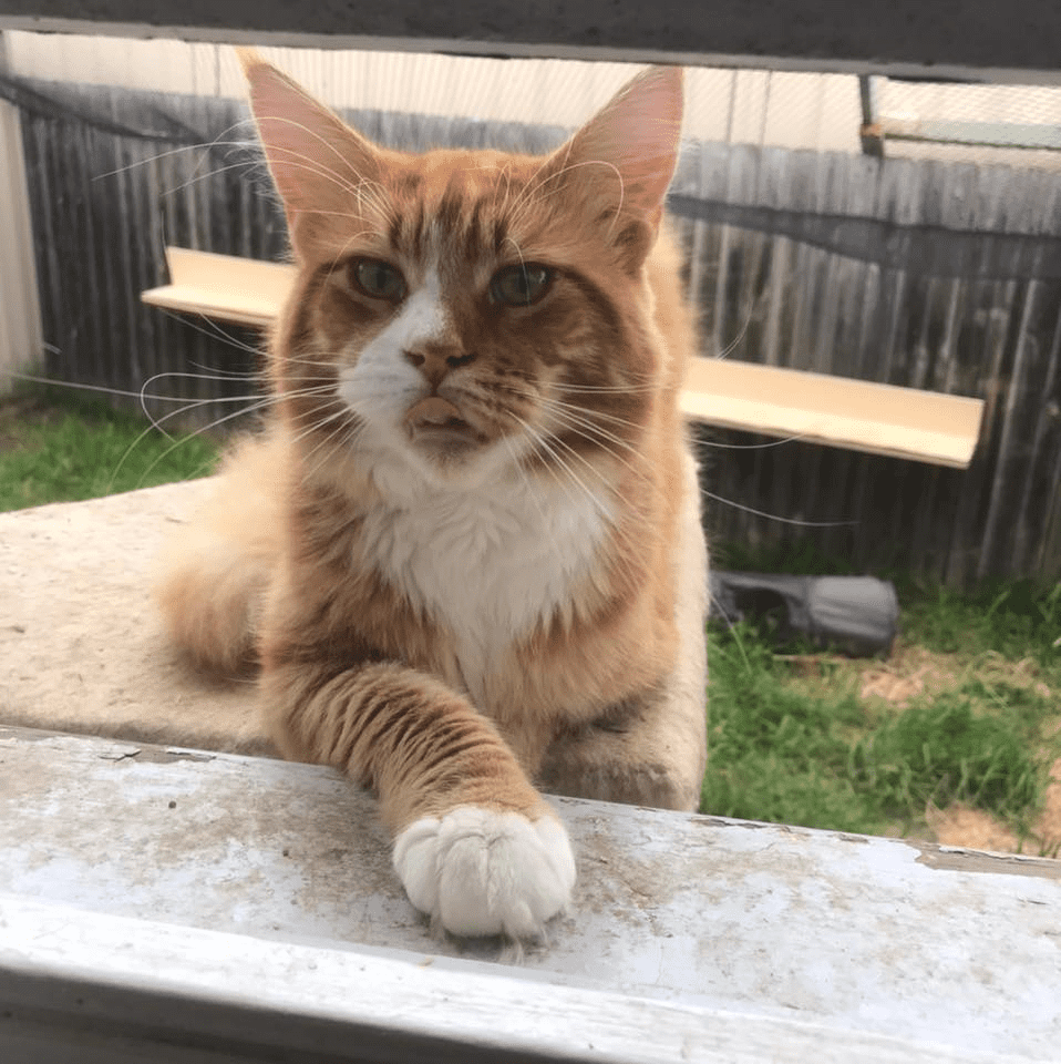 Mini Lion MAINE COONS Kittens for sale