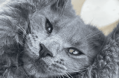 PASCOE PERFECT MAINE COONS Kittens for sale