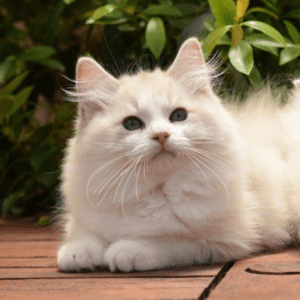 STRINGYBARK MAINE COON Kittens for sale