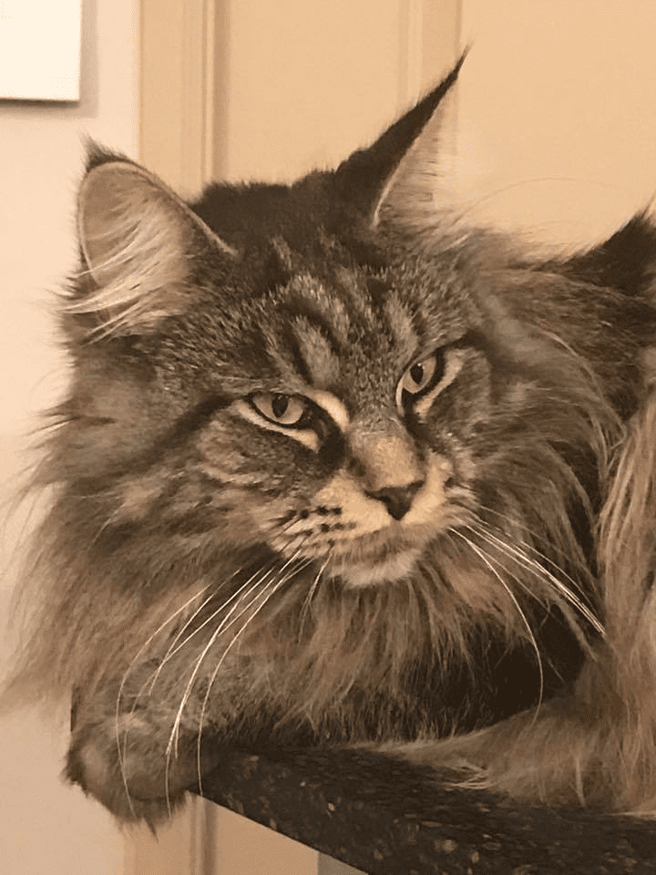 Thundapaw MAINE COON Kittens for sale