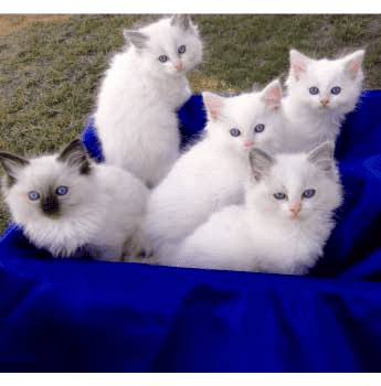 Bilwon Ragdoll Kittens for sale