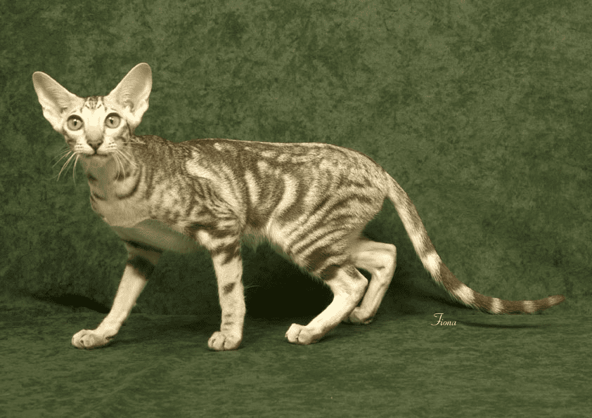 BAJIMBI Ragdoll Kittens for sale