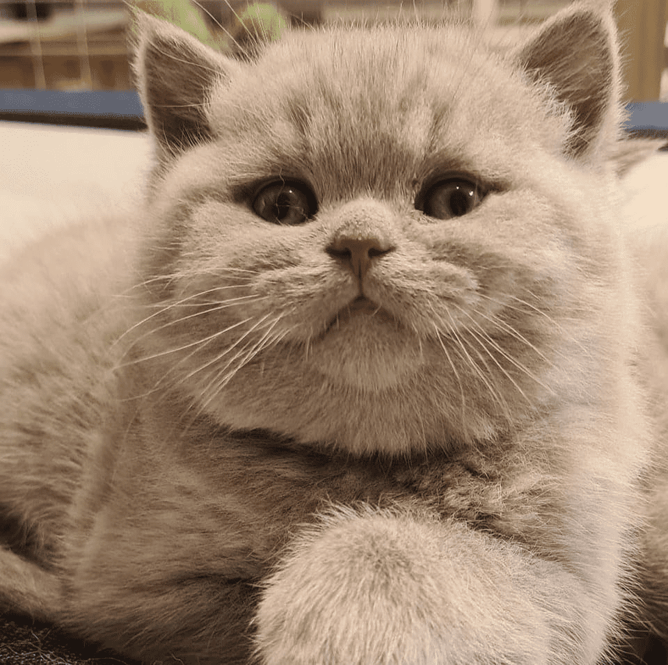 RB BRITS British Shorthair Registered British Shorthair breeder