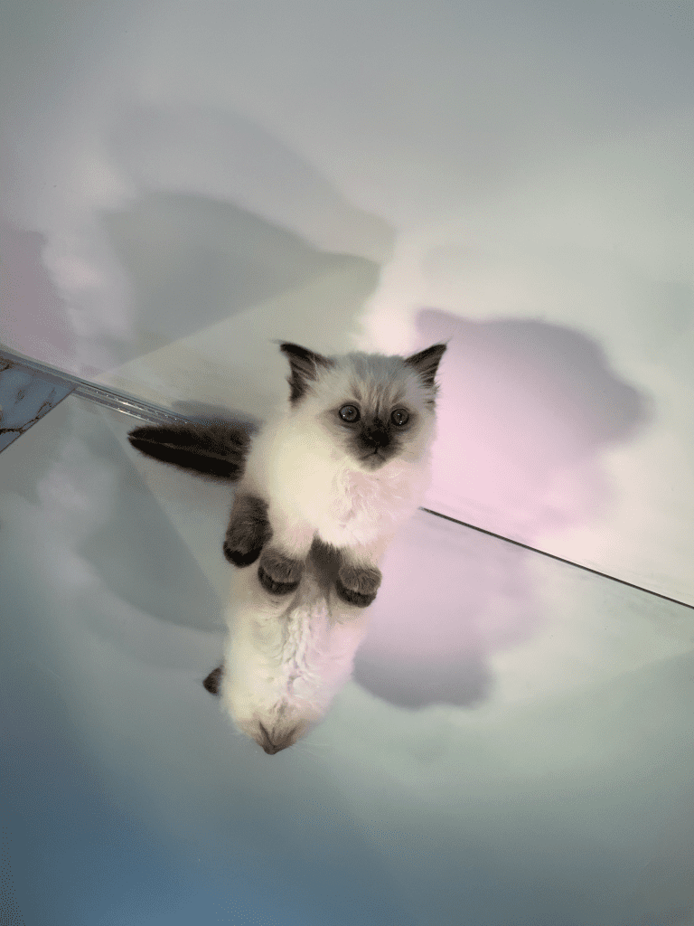 Divinity Dolls RAGDOLL Kittens for sale