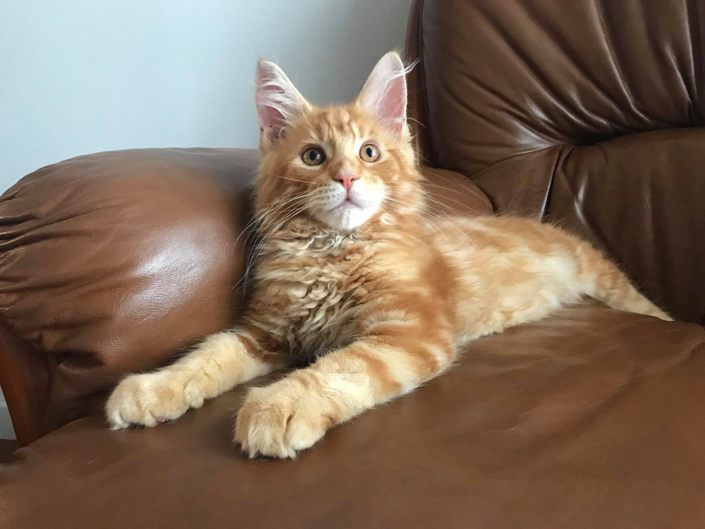 STRINGYBARK RAGDOLLS Kittens for sale