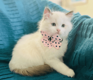 Fancy Paws Maine Coon kitten