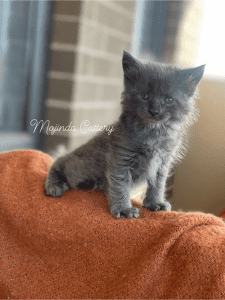 MOJINDA MAINE COON kitten on a blanket