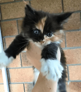 PASCOE PERFECT MAINE COON kitten in hand