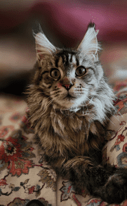 JAKOBI MAINE COON Cat on a blanket