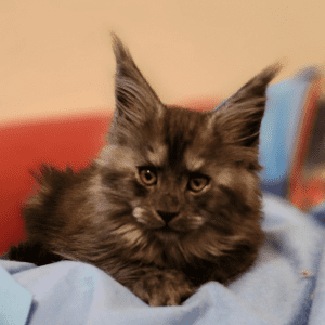 JAKOBI MAINE COON Cat on a blue blanket