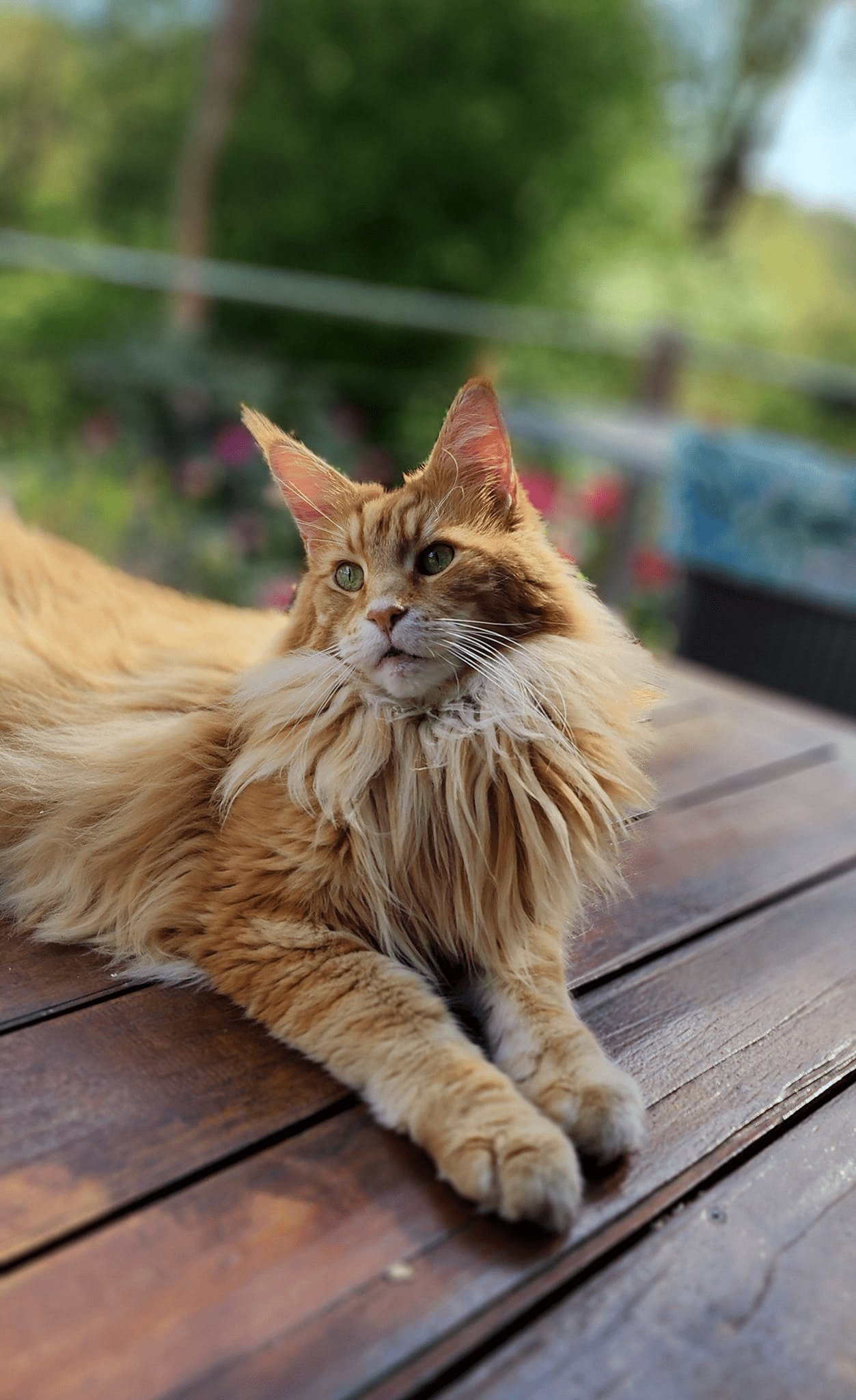 Maine Coon Cat with Gorgeous ochre coat