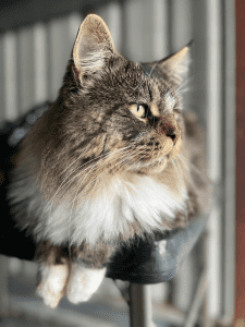 STRINGYBARK MAINE COON Cat on a stand