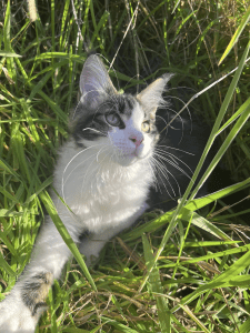 STRINGYBARK MAINE COON Cat in the grass