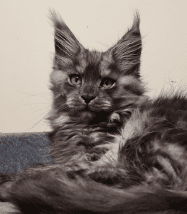 DirtyPaws MAINE COON Cat