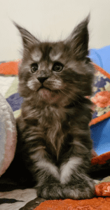 DirtyPaws MAINE COON kitten sit on a blanket