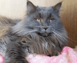 DirtyPaws MAINE COON Cat lie on a blanket