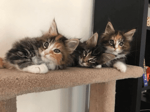 Thundapaw MAINE COON kittens on a stand