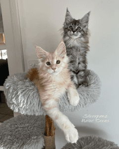 SILVERPAWZ MAINE COONS Cats on a stand