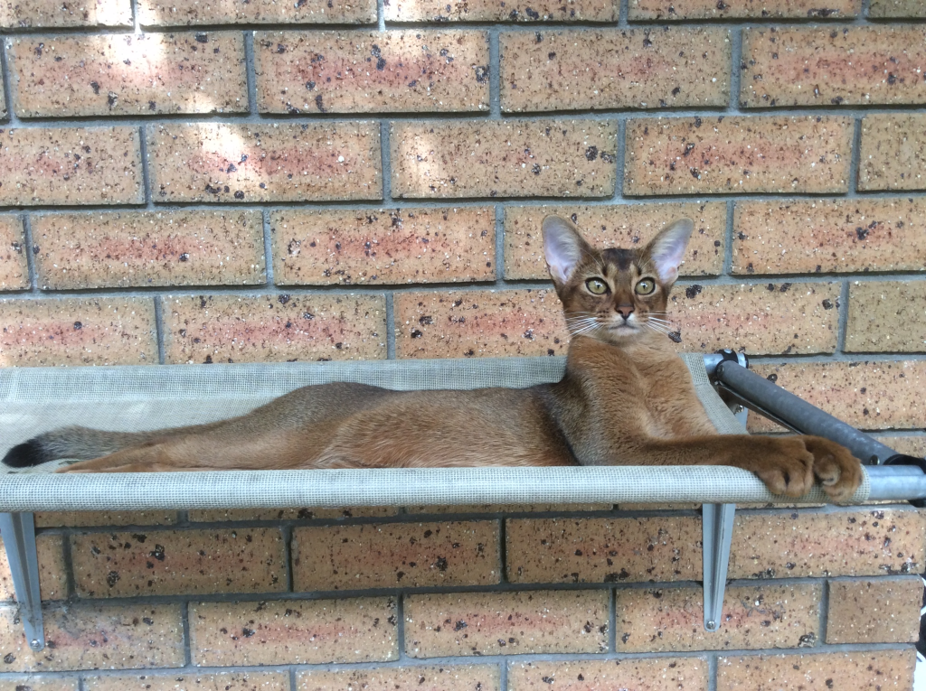 AKILA ABYSSINIAN Cat lies on a stand