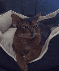 AKILA ABYSSINIAN Cat on the couch