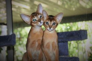 Cairocats Abyssinians Kittens for sale