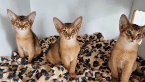 Nericon ABYSSINIANS Cats on a blanket