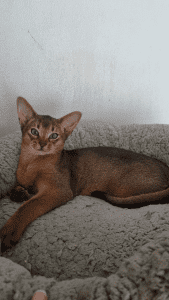 Nericon ABYSSINIANS Cat on a sofa