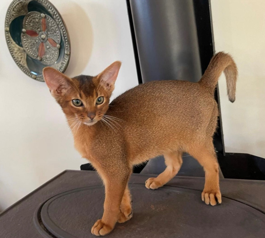 Tijah ABYSSINIANS Cat on the table