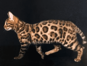 Tijah BENGALS Cat