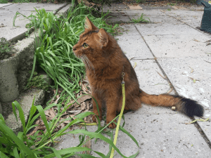 Glenmaulyn Abyssinians Cat on a leash