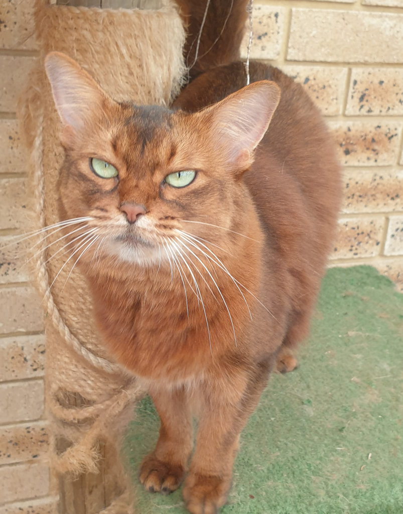 Joylincar Abyssinians Cat on a stand