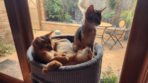Joylincar Abyssinians Kittens on a bed