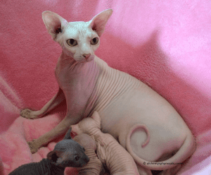 Alchemy Sphynx Cat with kittens on a blanket