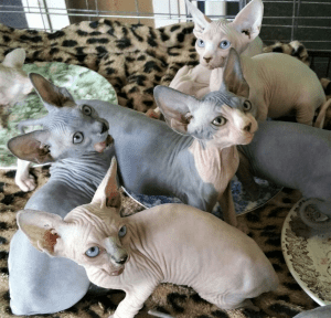 Alchemy Sphynx kittens on a blanket