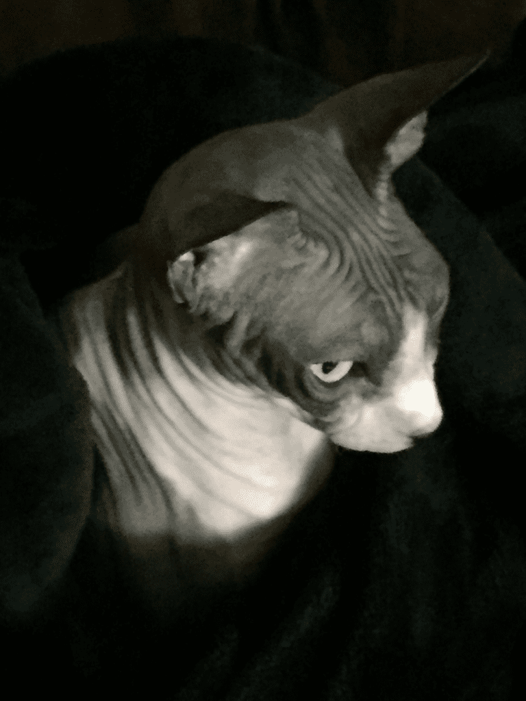 Allregal Sphynx Cat