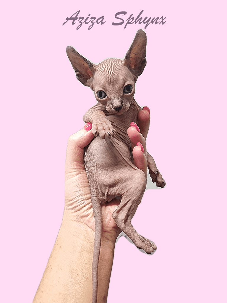 Aziza Sphynx kitten in hand