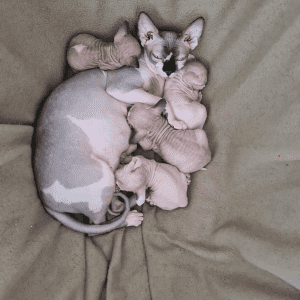 Aziza Sphynx Cat with kittens on a blanket