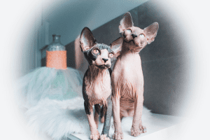 Bald Angel Sphynx Cats on the table