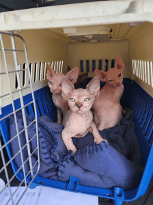 Bald Angel Sphynx kittens in a carrier