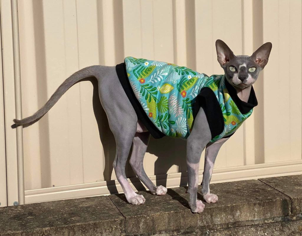 Bootylicious Sphynx Cat
