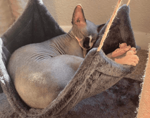 Bootylicious Sphynx Cat in a hammock