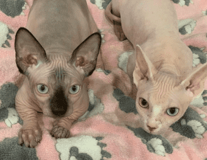 Bootylicious Sphynx Cats on a blanket
