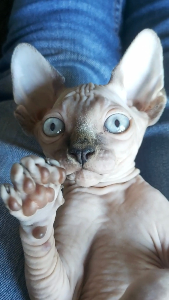 Besphynxd Sphynx kitten
