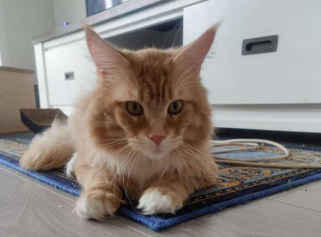 Kittens for Sale in Melbourne, VIC Cats of Australia